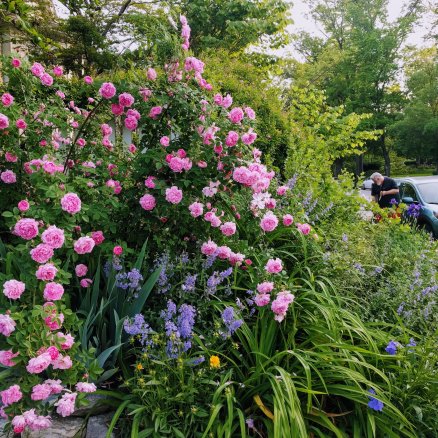 Designing, planting, and working on this garden makes me come alive. 